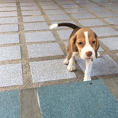 บีเกิ้ลแท้  3500วัคซีนแล้ว สนใจลดได้