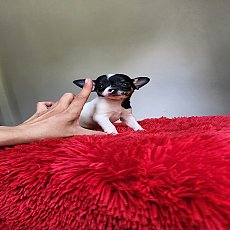 ชิวาวา ขนสั้น 3ตัว พร้อมย้ายบ้าน