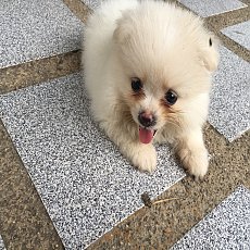 ปอมเมอเรเนียนแท้ น่ารัก