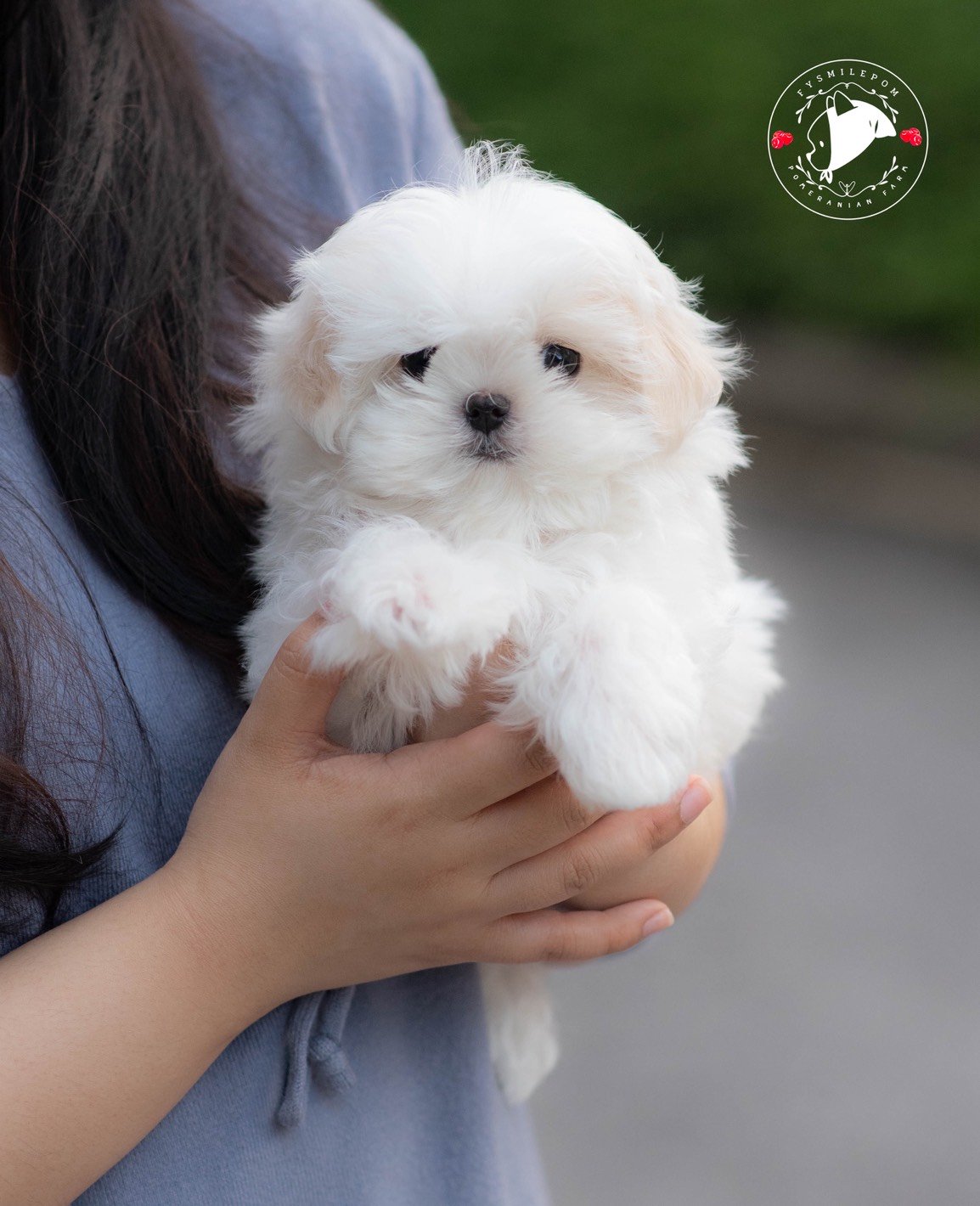 FYsmilepom น้องมอลทีส เพศเมีย หน้าตาน่ารัก พร้อมย้ายบ้านค่ะ 0830777178