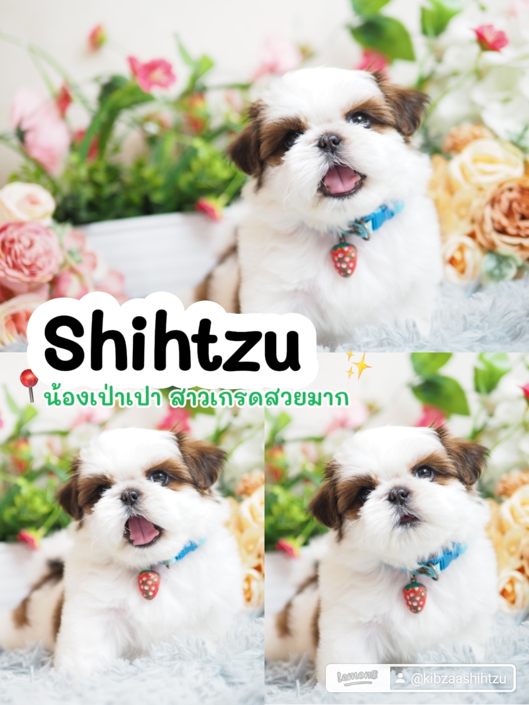 Shihtzu กิ๊ฟซ่า สวยมาก