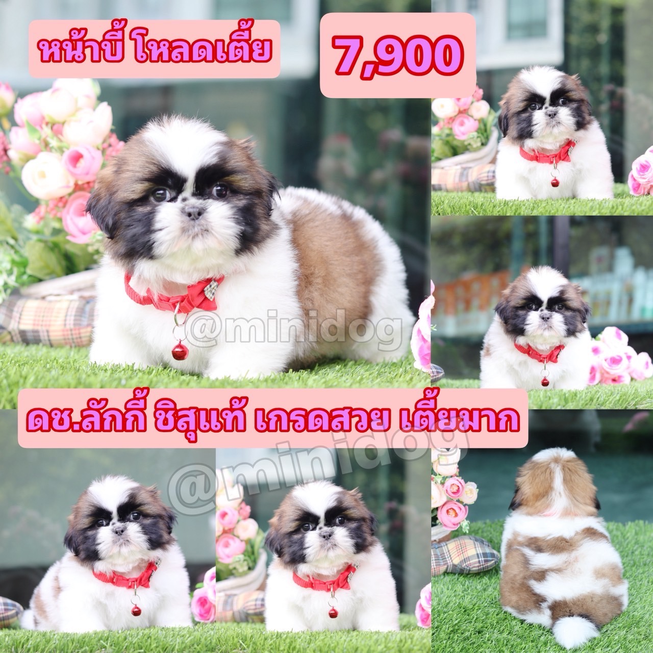 ชิสุแท้เกรดสวย