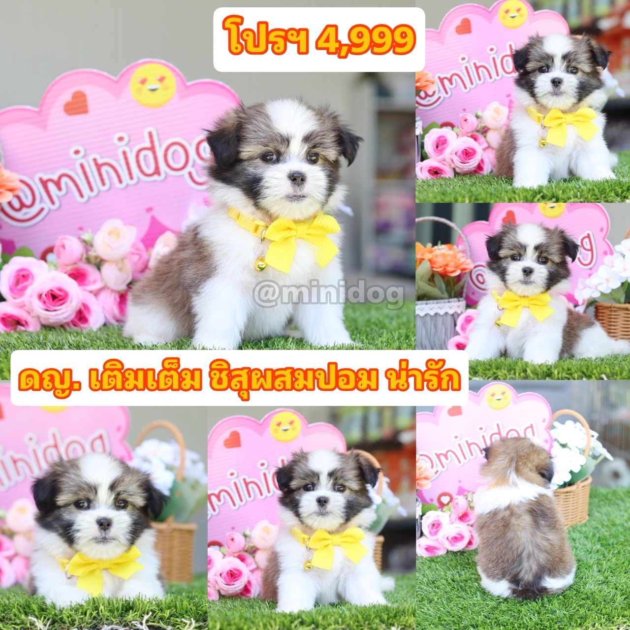 ชิสุผสมปอม