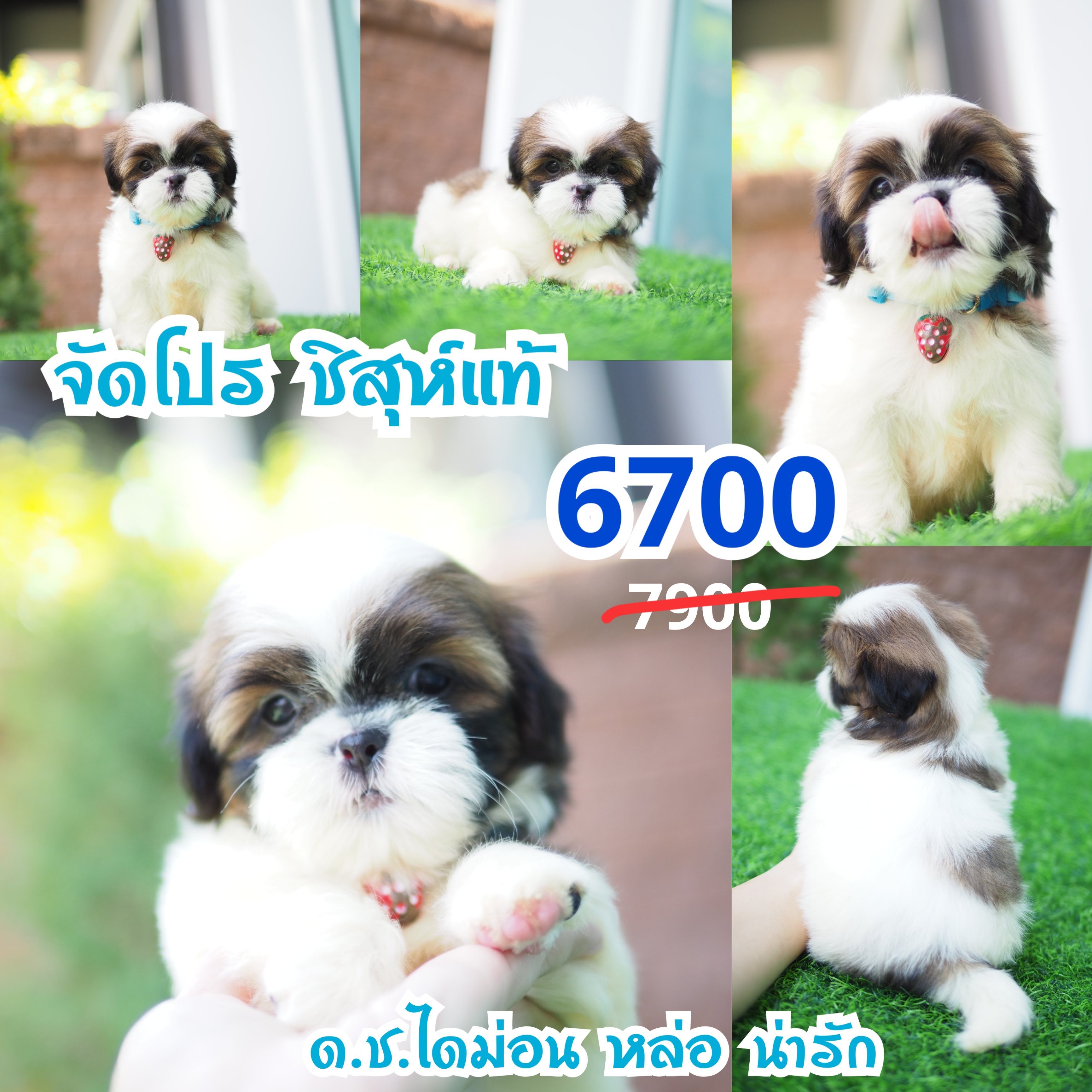 ชิสุกิ๊ฟซ่า
