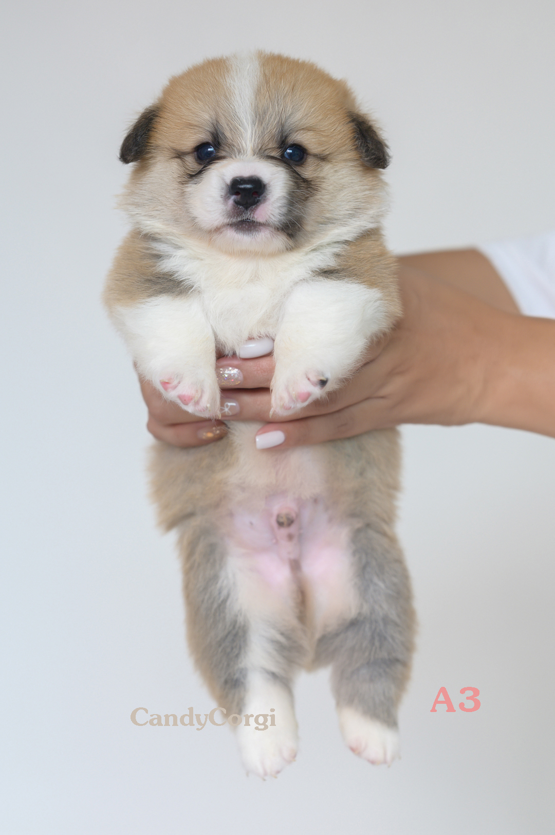 ขาย ลูกสุนัขคอร์กี้ (Welsh Corgi) พันธุ์แท้