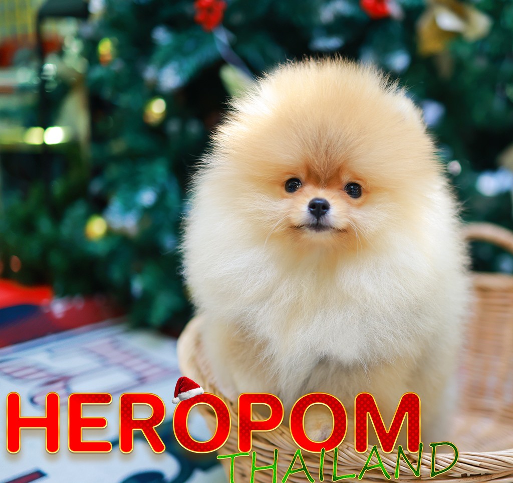 ปอมแท้ ปอมหน้าหมี HRF-10384 เพศหญิง สีส้ม อายุ 2 เดือน ขนแน่น ขาใหญ่ กินเก่ง หน้...