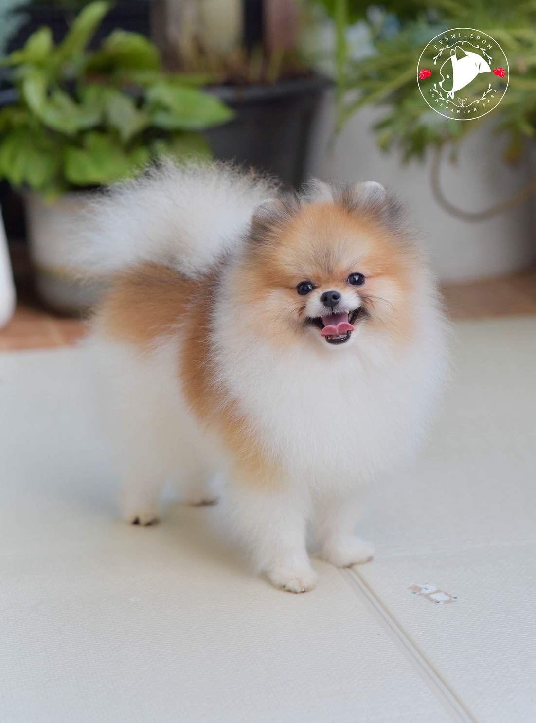 FYsmilepom น้องปอม สีปาร์ตี้ เพศผู้ พร้อมย้ายบ้าน 0830777178