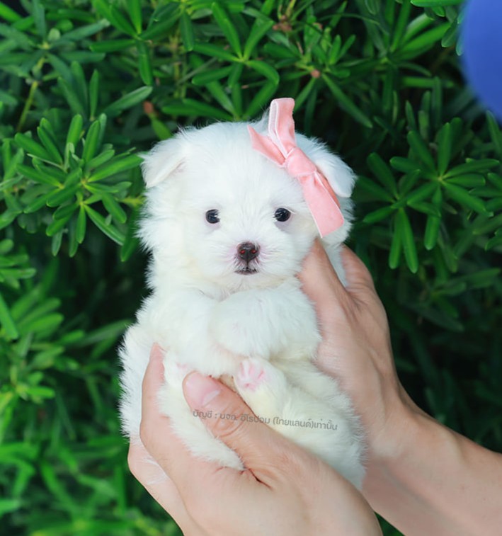 มอลทีส MTM-10567 เพศชาย สีขาว ตัวเล็กตัวน้อยมาก ๆ ขาสั้น ขนแน่นฟู หน้าตาทะเล้น น...