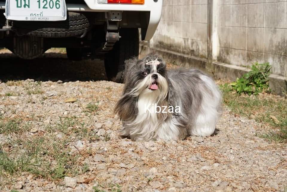 สุนัขสายพันธุ์ชิสุ