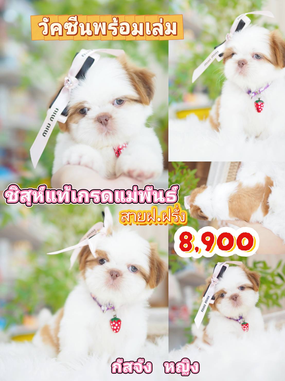 Shihtzu