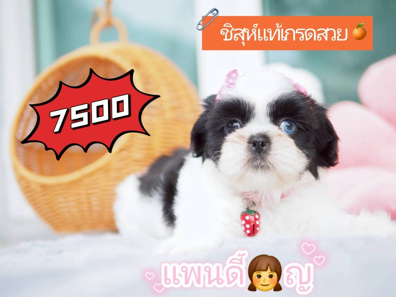 KIBZAA  กิ๊ฟซ่า