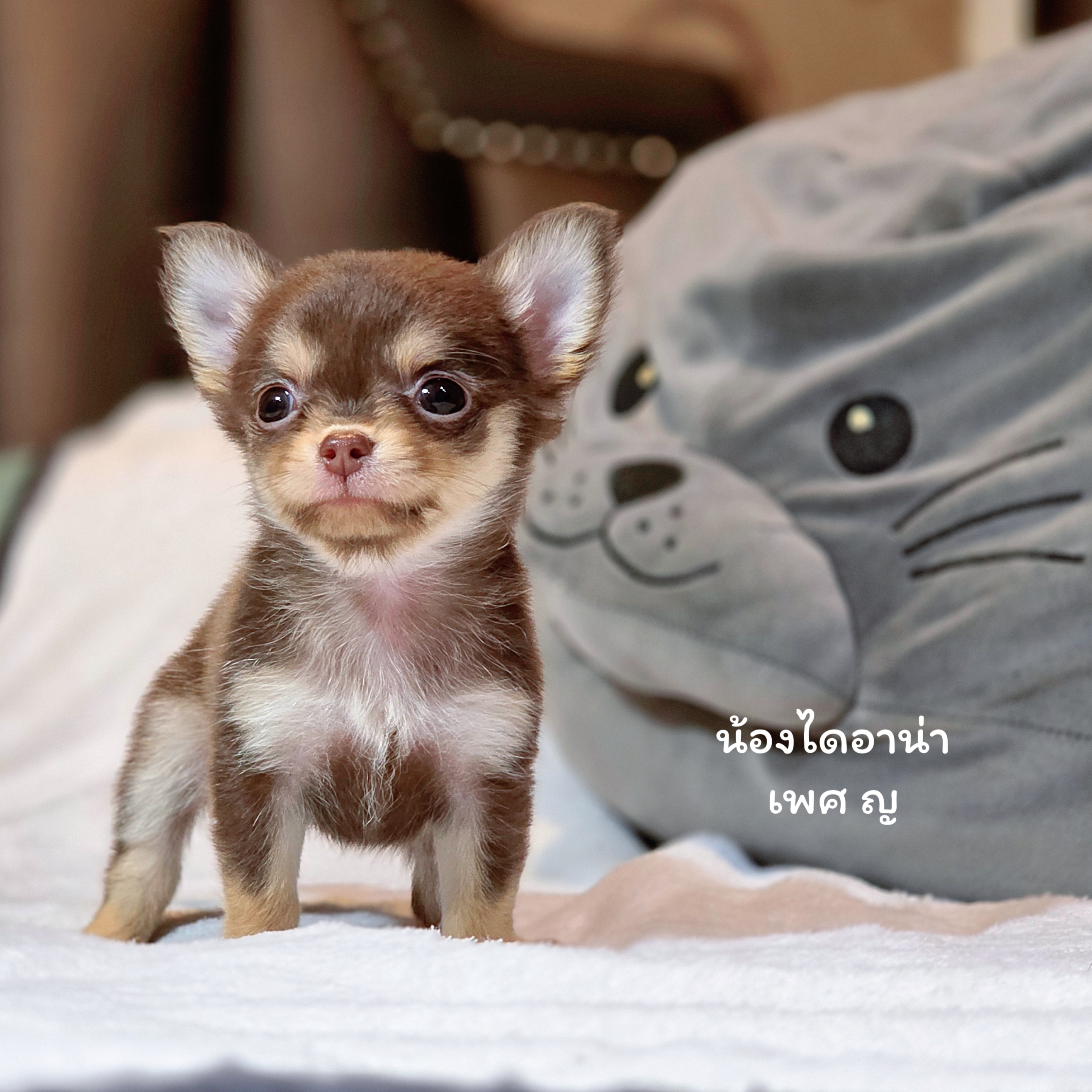 Chihuahua น้องไดอาน่า เพศเมีย ขนยาว สีช็อก sizeเล็ก