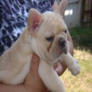 ลูก----FRENCH BULLDOG----เพศผู้***(ขายแล้วครับ)***