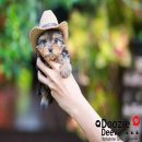 --->>> ขายลูกยอร์คเชียร์ เพศผู้ ไซด์ทีคัพจิ๋วๆ หน้าตุ๊กตา ขาสั้น ผ่อน0%...