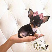 ชิวาวา T CUP SWEET HOME ฟาร์มแรกของประเทศไทย