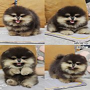 ปอมเมอเรเนียนแท้สีแบล็คแทน เพศผู้