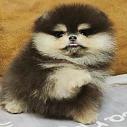 ปอมเมอเรเนียนแท้สีแบล็คแทน เพศผู้