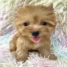 น้องแอลลี่ เพศเมีย สีทอง ขนแน่น อายุ2เดือน ไซส์ทอย ขี้เล่น ใบเพ็ดเต็มใบ 🥰...