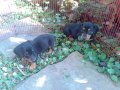 -ขายดัชชุน (มีบริการจัดส่ง)  ขายแล้วคะขอบคุณ 108dog คะ
