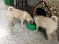 ขายหมา ปั๊กหน้าย่น เพฒเมีย วัยสาวสวย. 2 ตัว