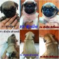 ขายลูกสุนัขพันธ์ปั๊ก 4500-5000 บาท