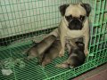 ขายลูกสุนัขพันธ์ปั๊ก 4500-5500 บาท เกิด 9 ม.ค. 56