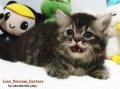 ((((((( *** ขายแมว เปอร์เซียแท้ ,,Mackerel Tabby,, ตัวอ้วน + ขนแน่น เพศผู้ สาย C...