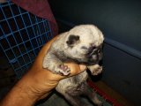คอกthepug นครสวรรค์ เปิดจองลูกปั๊ก ผู้7เมีย11 ราคา4500-5500 โทร089-4361126