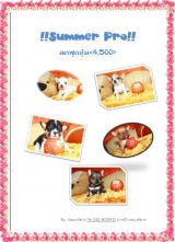 !!Summer Pro!!ชิ ขนสั้นทุกตัวราคาเดียว 4,500 บาท BY Vasunfarm<<