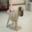 ขายด่วนจ้า ปั้ก หมาบ้าน ราคาถูกๆๆ