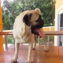 ปั๊กหนุ่ม พ่อพันธุ์ พร้อมย้ายบ้านค่ะ