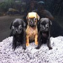 ขายลูกปั๊กแท้ หน้าบี้ น่ารักๆ เพศเมีย 2 ตัว ผู้ 3 ตัว อายุ 40 กว่าวัน ขายตัวละ 4...