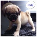 ขายลูกปั๊กแท้ ตัวอ้วนๆ หน้าบี้ น่ารักมากๆ เพศเมีย 1 ตัว ผู้ 1 ตัว อายุ 2 เดือน ข...