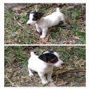 ***ลูกสุนัขแจ๊ค รัสเซลล์ เทอร์เรีย ( Jack Russell Terrier )***
