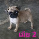 ขายปั๊กแท้ 2 ตัวเพศผู้ 1 เพศเมีย 1