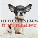 LITTLE DOG'S FARM : ย้ายบ้านแล้วค่ะ ชิวาวาขนสั้น สีแฟนซีขาว-ดำ ราคาพิเศษเพียง4,5...