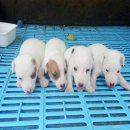 ขายลูกสุนัขพันธุ์แจ็ครัสเซลน่ารักๆ