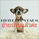 LITTLE DOG'S FARM : ย้ายบ้านแล้วค่ะ สาวน้อยชิวาวา ขนสั้นสีแฟนซีขาว-น้ำตาล น่ารัก...