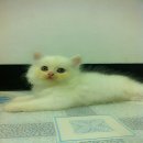 ขายน้องแมวเปอร์เซียสีขาว อายุ 2 เดือน 2 ตัว รับน้องแมวที่ จ.ลพบุรี หรือ ประชาชื่...