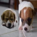ขายลูกแจ๊ครัสเซลล์ พันธุ์แท้น่ารักเพศเมีย 2 ตัว