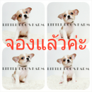 LITTLE DOG'S FARM : จองแล้วค่ะ ชิวาวาขนสั้น สีแฟนซีขาว-น้ำตาล ตาโต น่ารักๆค่ะ