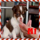 ขายชิวาวาขนยาว เพศผู้ค่ะ