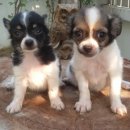 ขายลูกชิวาวา ขนยาว วัยกำลังน่ารัก 