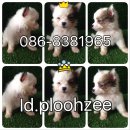 ขายชิวาวาแท้ราคาถูก