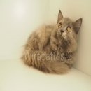 สก็อตติชโฟล์แท้ จากฟาร์ม