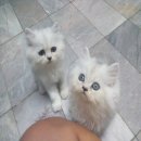 เปอร์เซียชินชิล่า 4หนุ่ม พร้อมย้ายบ้านครัช