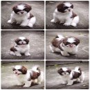 ลูกชิสุพันธุ์แท้🐶🐶🐶เพศเมียสีช็อคหายากมีบริการส่ง🆔...