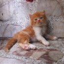 ลูกแมวเปอร์เซียแท้สีส้มขาวพร้อมย้ายบ้านค่ะ