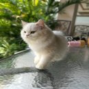 ขายเปอร์เซียแท้ สีขาว เพศผู้