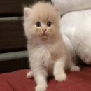 เปิดจองลูกแมวเปอร์เซียหน้าตุ๊กตา